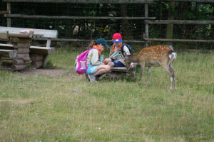 Wölflingsaktion im Tierpark Frankenberg<br/>Rehe konnten gefüttert werden