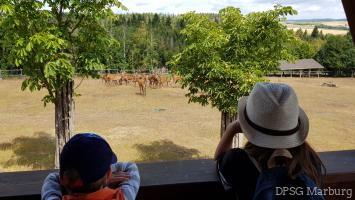 Wölflingsaktion im Tierpark Frankenberg<br/>Bei der Fütterung der Hirsche waren wir auch dabei